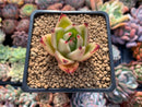 Echeveria Agavoides sp. 2" Succulent Plant