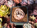 Echeveria 'Blue Surprise' 1" Succulent Plant