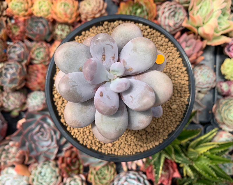 moon rock succulent Pachyphytum Oviferum 'Moon Stone' 4" Cluster Succulent Plant – True Succulents Plant Co