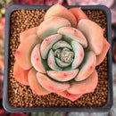 Echeveria 'Lemon Tree' 2" Succulent Plant