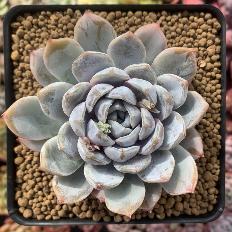 snow bunny succulent Echeveria 'Snow Bunny' 4" Powdery Succulent Plant – True Succulents Plant Co