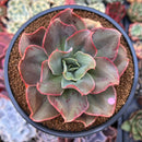 Echeveria 'Minigosaong' Non-Variegated 3"-4" Succulent Plant
