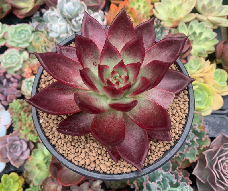Echeveria Agavoides 'Magic Corona' 5