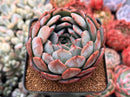 Echeveria 'Starmark' 4" Succulent Plant