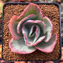 Echeveria 'Flying Cloud' Variegated 2" Succulent Plant