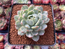 Echeveria Agavoides 'Queen Maria' Variegated 2"-3" Rare Succulent Plant