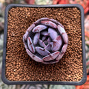 Echeveria 'Rainbow Goddess' 1" New Hybrid Succulent Plant