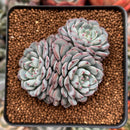 Echeveria 'Minima' 2"-3" Cluster Succulent Plant