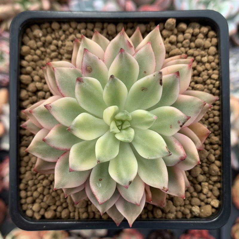 varigated succulent Echeveria 'Green Emerald' Variegated 3” Succulent Plant – True Succulents Plant Co