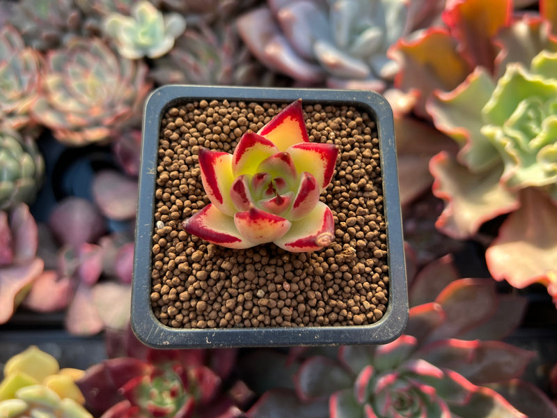 Echeveria Agavoides 'Maria' 1/2" Small Seedling Succulent Plant
