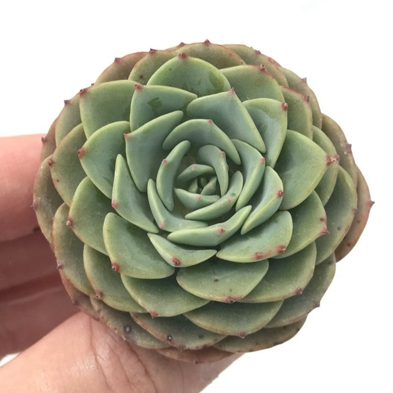 e succulents Echeveria 'Eve' 1"-2" Rare Succulent Plant – True Succulents Plant Co