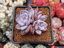 Echeveria 'Lulu' 2" Succulent Plant