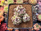 Echeveria 'Amethyst' 2" Cluster Succulent Plant