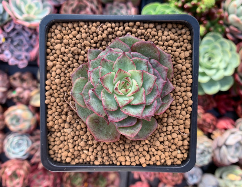 succulent bird Echeveria 'Dancing Bird' Lightly Variegated 2" New Hybrid Succulent Pl – True Succulents Plant Co