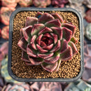 Echeveria Agavoides 'Black Rose' 2"-3" Succulent Plant