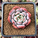 Echeveria 'Starmark' 2" Succulent Plant