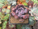 Echeveria 'Cupid' 2" Succulent Plant