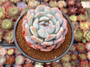 Echeveria 'Orange Monroe' 3" Powdery Succulent Plant