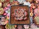 Echeveria 'Glam Pink' 1" Succulent Plant