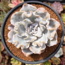 Echeveria 'Crispate Beauty' 3"-4" Succulent Plant