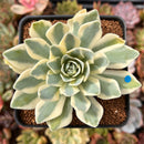Orostachys 'Fuji' Variegated 2"-3" Succulent Plant