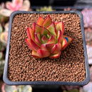 Echeveria Agavoides 'Zeck' 1" Succulent Plant