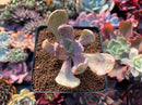 Pachyveria 'Jocelyns Joy' Variegated 2" Succulent Plant