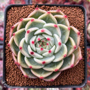 Echeveria 'Flora' 3" Succulent Plant
