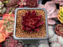 Echeveria Agavoides 'Fire Eagle' 1" Succulent Plant