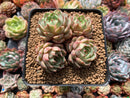 Echeveria 'Ben Badis' Cluster 3" Succulent Plant