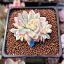 Echeveria 'Mebina' Variegated 2" Succulent Plant