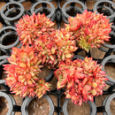 Echeveria Agavoides 'Challenger' Crested 3" *Set of 5* Succulent Plants
