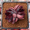 Echeveria Agavoides 'Nike' 2" Cluster Succulent Plant