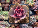 Echeveria 'Rainbow' Variegated 2"-3” Succulent Plant