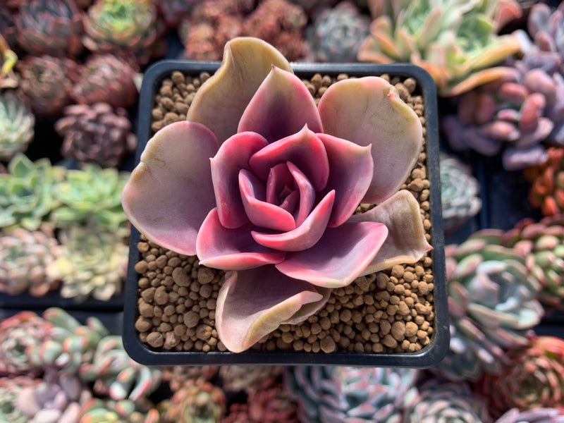 Echeveria 'Rainbow' Variegated 2