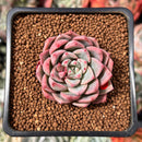 Echeveria 'Blood Spirit' 1" Succulent Plant