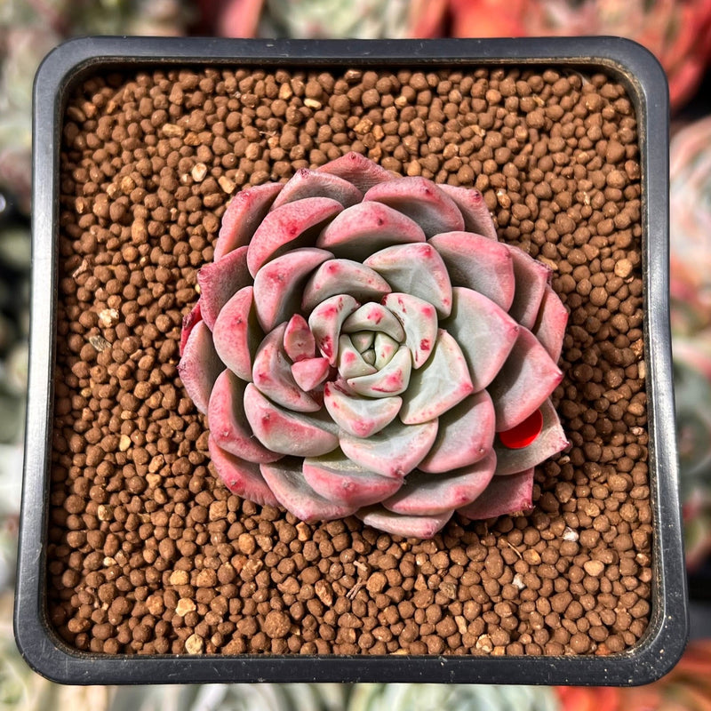 blood succulents Echeveria 'Blood Spirit' 1