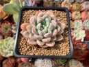 Echeveria 'Elsa' 2" Powdery Succulent Plant