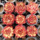 Echeveria Agavoides 'Arcane' 1" *Set of 9* Succulent Plants
