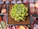Echeveria 'Coco' 2" Succulent Plant