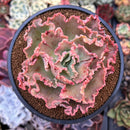 Echeveria 'Cleopatra' 4" Succulent Plant