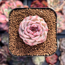 Echeveria 'Red Velvet' 1" Succulent Plant