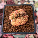 Echeveria Agavoides 'Wine Peach' Crested 1" Succulent Plant