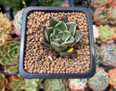Echeveria Agavoides 'Sarabony' 1" Succulent Plant