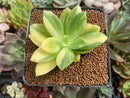 Echeveria 'Golden Glow' Variegated 2"-3" Succulent Plant