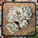 Echeveria 'Polar Bear' 3" Cluster Succulent Plant