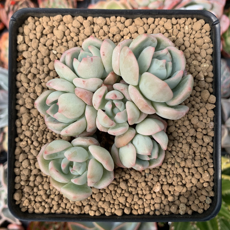 polar bear succulent Echeveria 'Polar Bear' 3" Cluster Succulent Plant – True Succulents Plant  Co
