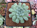 Echeveria 'Hearts Choice' 2"-3" Succulent Plant