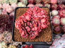 Echeveria 'Luella' Crested 2"-3" Succulent Plant