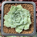 Echeveria 'Hearts Choice' 1" Small Succulent Plant